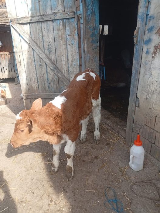 Disponibili tauras si vitea