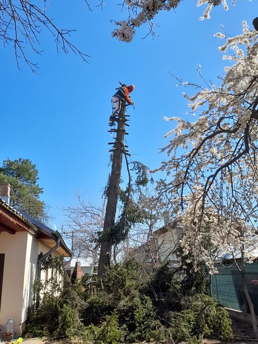 Tăiere copaci alpinist utilitar defrisari curățare evaluare gratuită