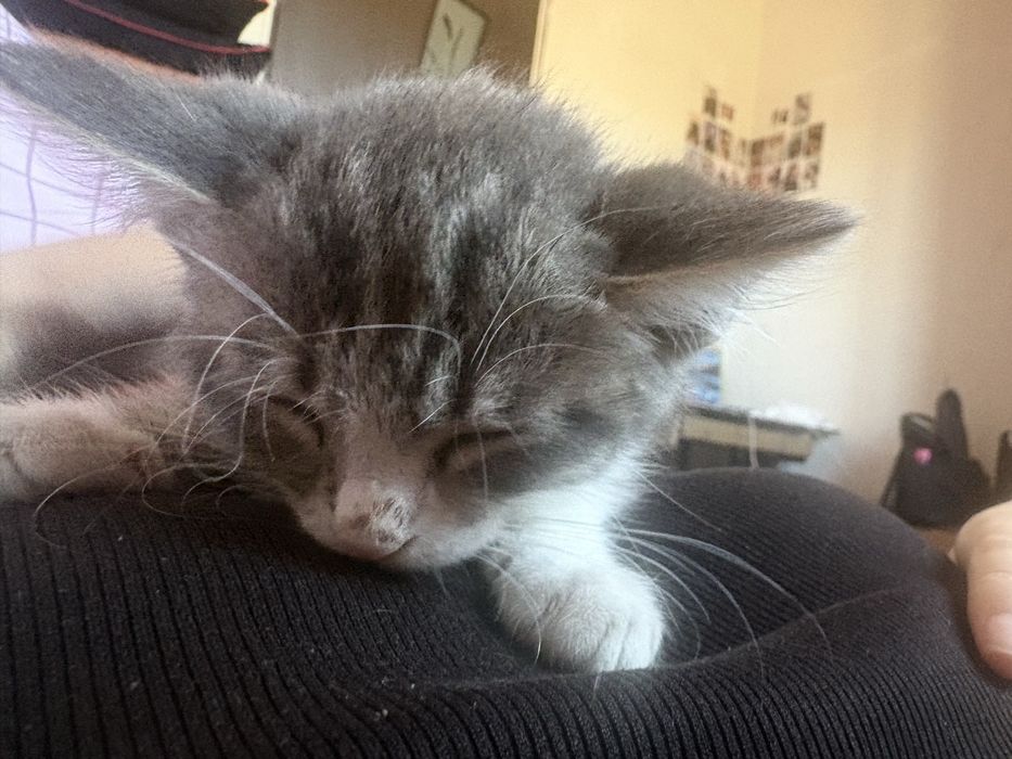 Маленький котик в добрые руки