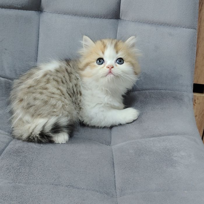 Котик Бикадорный золотой бабби