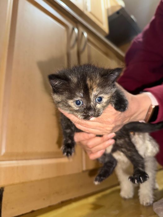 отдам котят в добрые руки