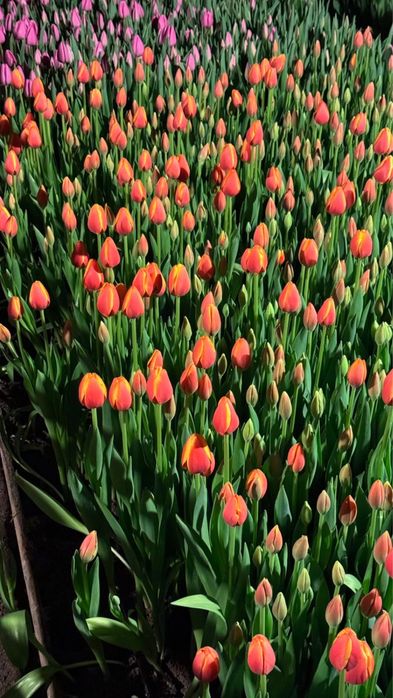 Тюльпаны голландские оптом Алматы