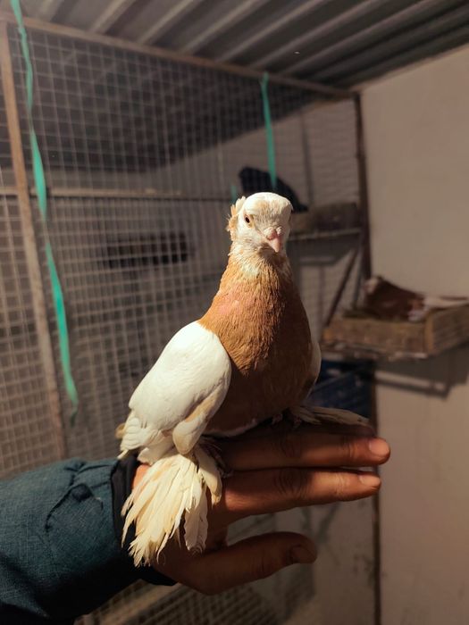 Голуби оба самцы