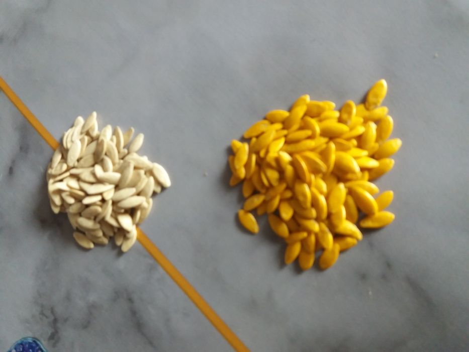 Продам семена огурцов Голландия