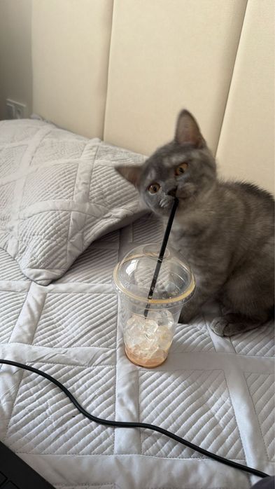 Котенок 4 месяц серый шотланец