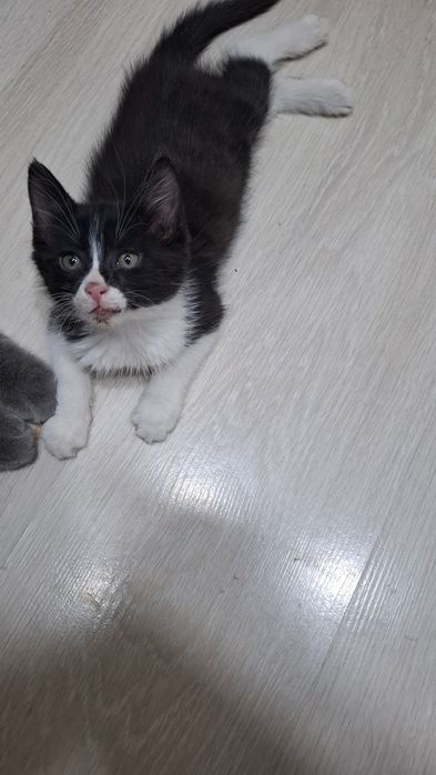 Отдам двухмесячного котёнка заботливым людям