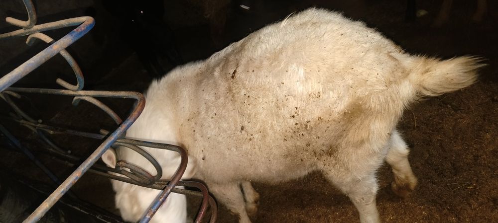 Echki sotiladi sog'lom