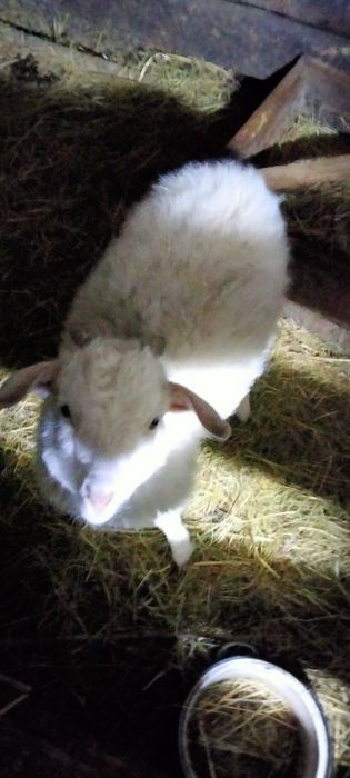 Продам коз и козлят