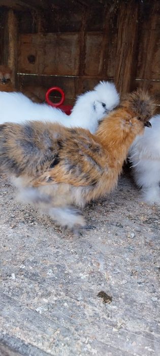 Vând pui de matase  japoneza sau schimb cu windote