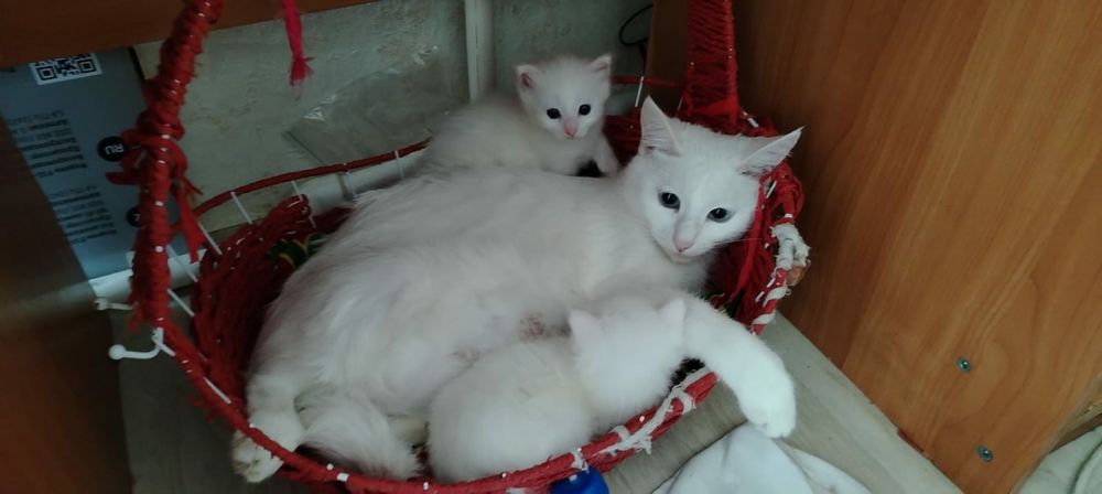 Продам прекрасных котят девочек