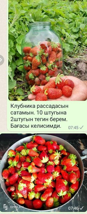 РАССАДЫ Клубнику и землянику