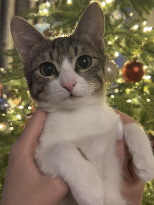 Кот, котята, кошка