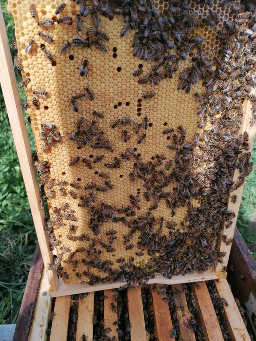 Vând mătci, regine