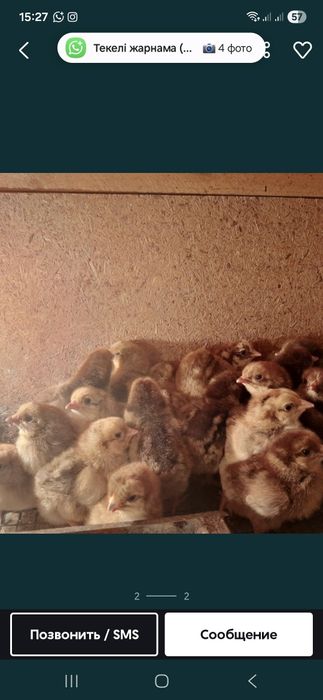 Продам цеплят недельных