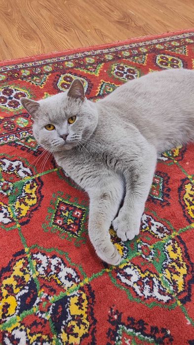 Британский кот вязка