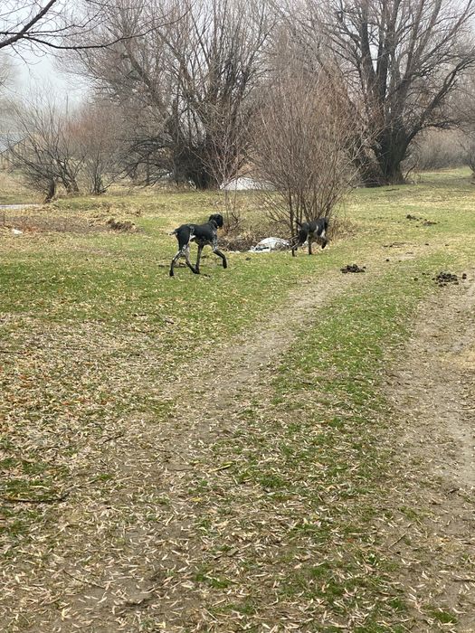 Курцхаар 1 жасар.