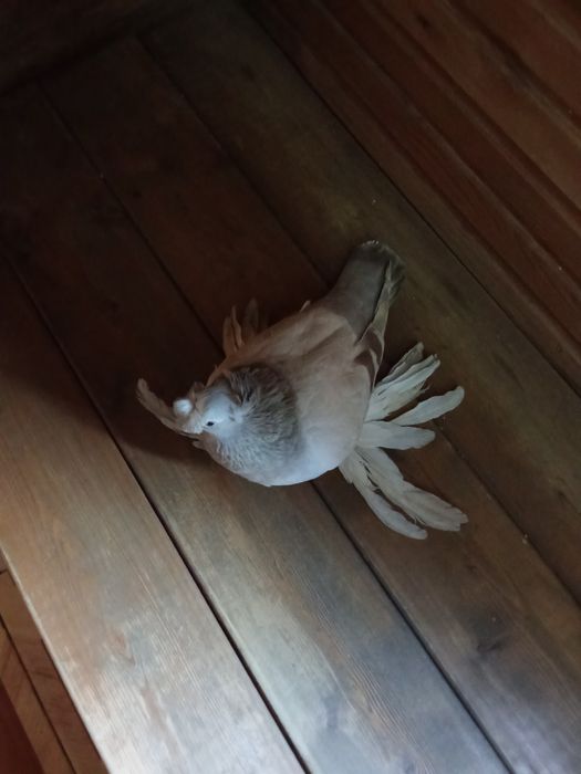 Двухчубая голупка