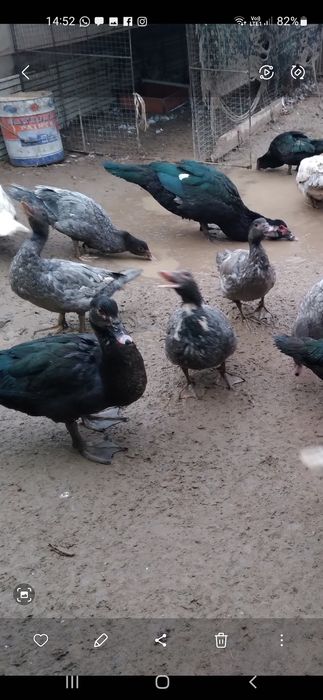 Индо-уткий 18 шт .