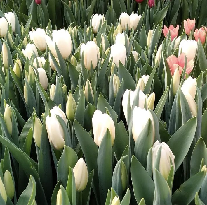 Бронь и продажа тюльпанов Алматы