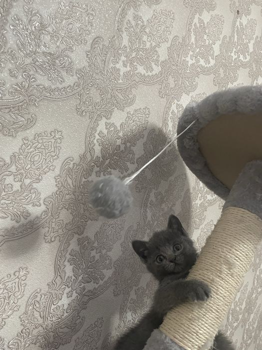 Продам британский котят