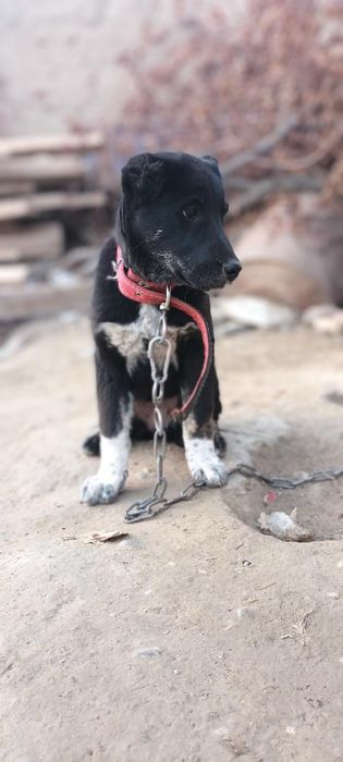 Продаётся шинок Алабая девочка