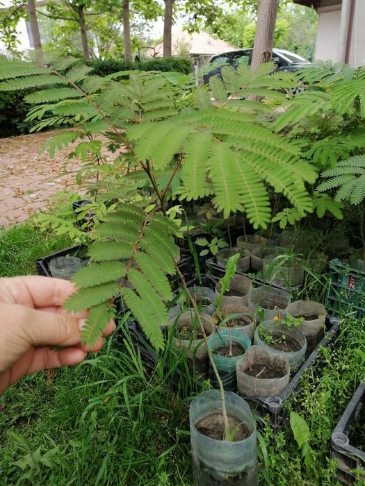 Arbori de mătase, catalpa, pawluonia