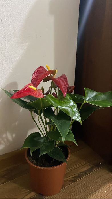 Мужское счастье