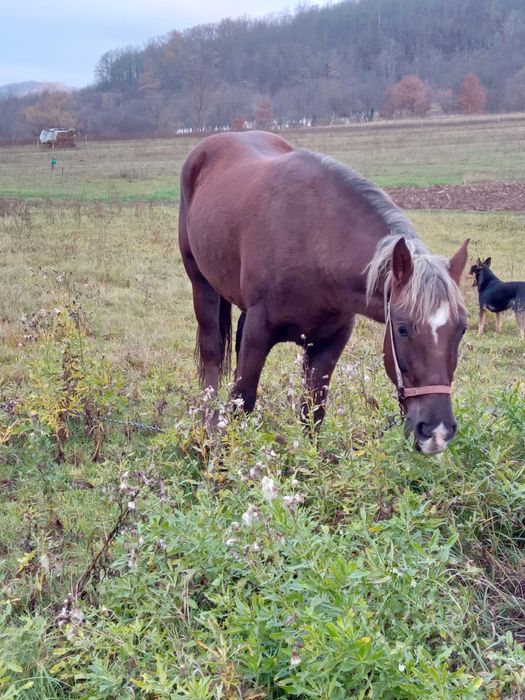 Manza de 2 ani jumate. Sau schimb cu vaca buna cu lapte.