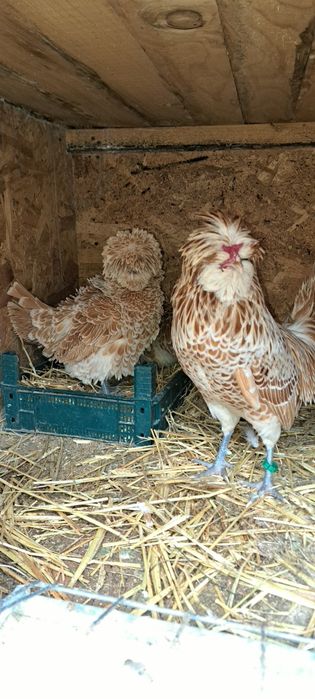 Vand oua de paduana frezata si nefrezata chamois