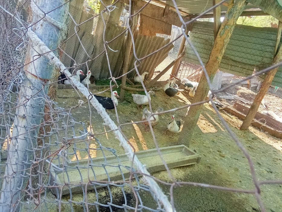 Продам индоуток и селезней