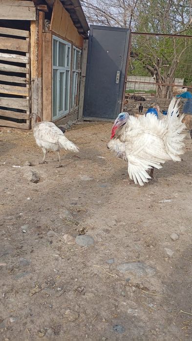 Продам индюков четыре самки один самец