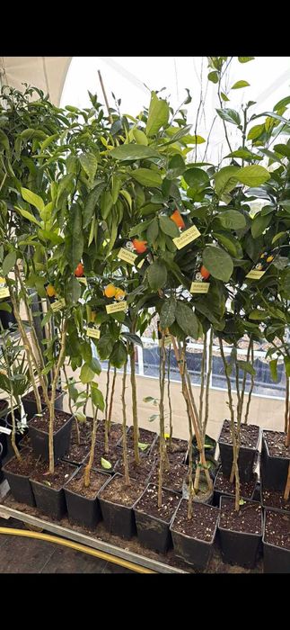 Палми вашингтония - маслини - мандарини и лимон