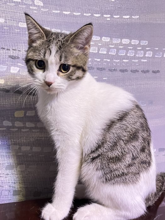 скоттиш страйт 4 месяцев