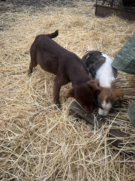 Donez cățeluși metiș de 4 luni