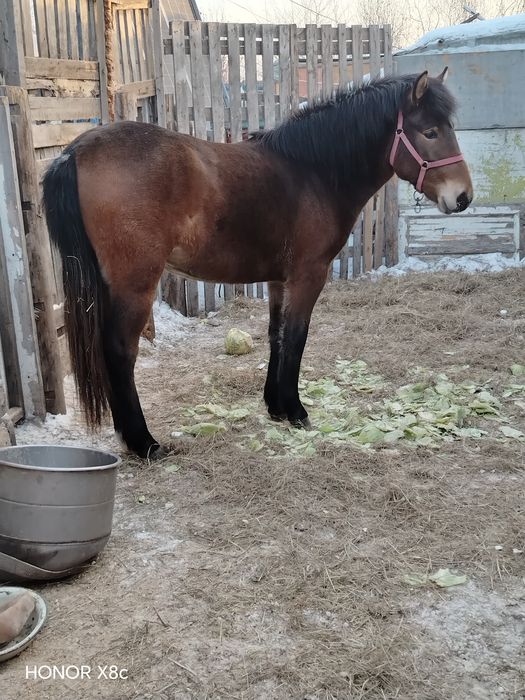 Продам молодую кобылку.