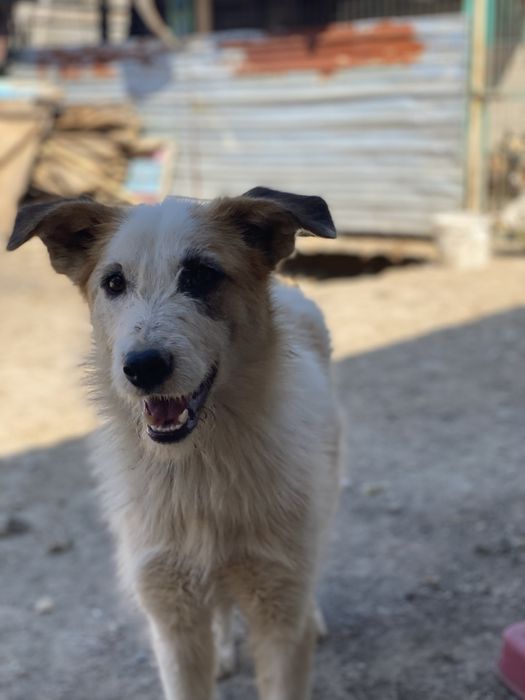 Собаки с приюта в хорошие руки.