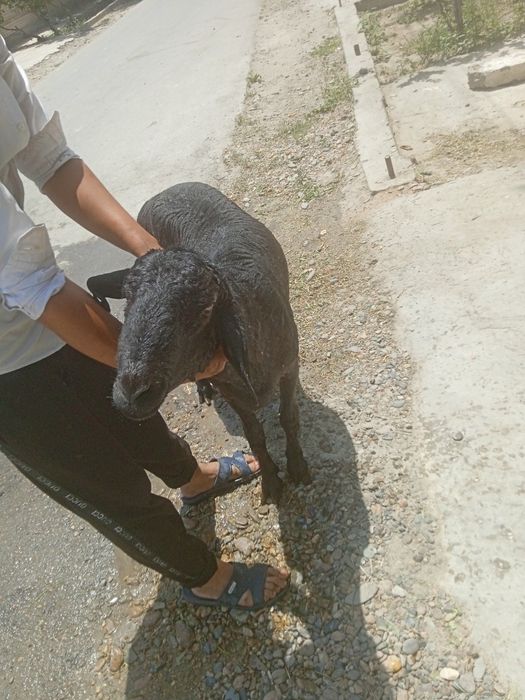 zotdor uyda boqilgan qora