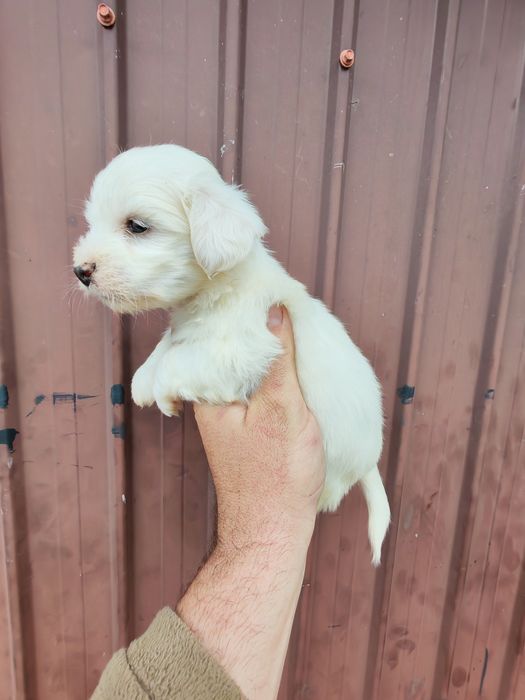 Cățeluș alb din rasa bichon maltez mini