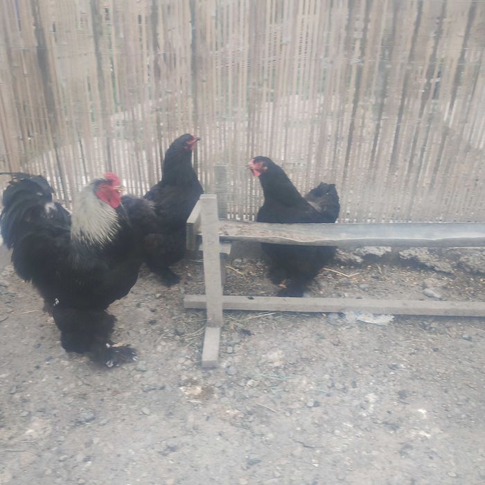 Familie de brahma diferite culori și o familie australop pe negru