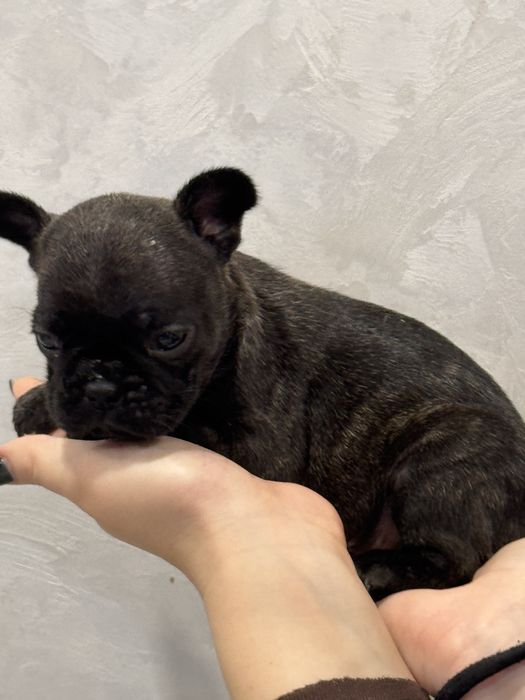 Щенки Французкого будьдога