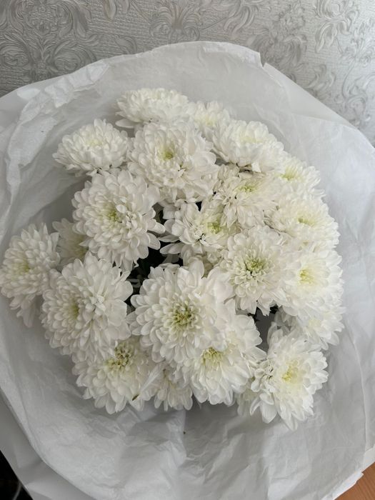 Гул хризантема сатвлады