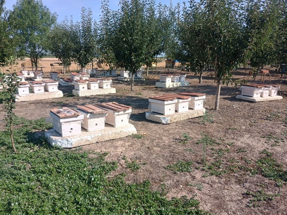 Matcă (mătci) albina, caranica și carpatină.