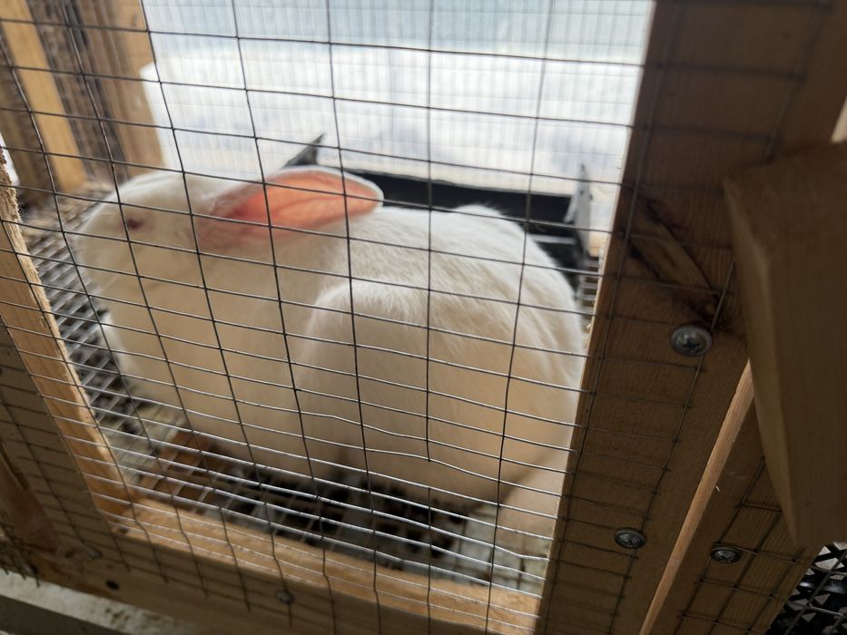 Куён quyon hikol