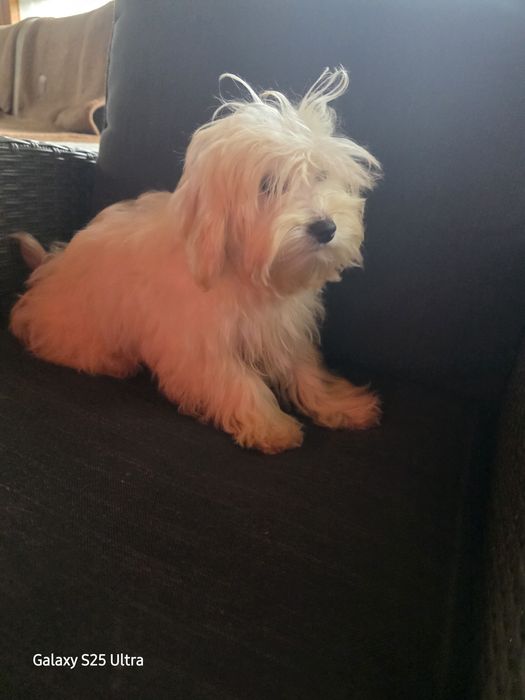 Момче и момиче малтипу