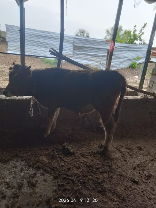 Продам хорошего быка