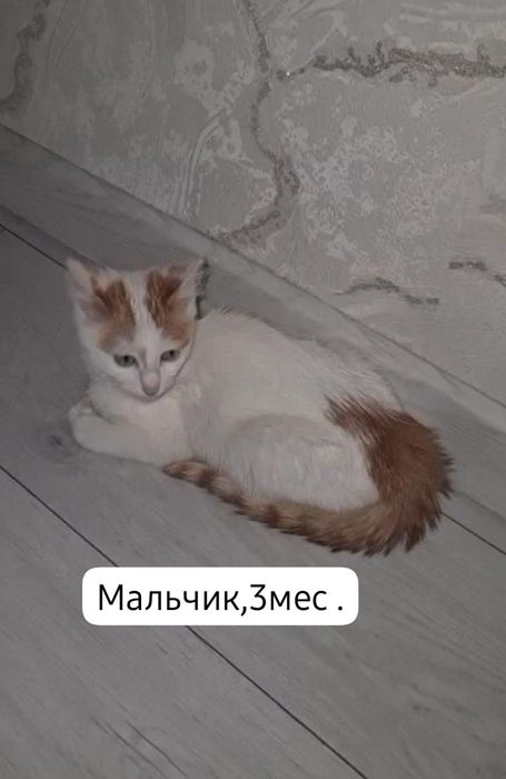 Котята бесплатно