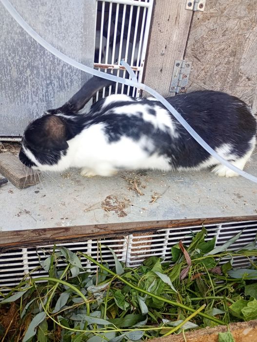 Vând doua iepuroaice in vârstă de 6 luni