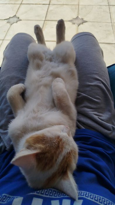Котёнок, мальчик.