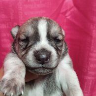 Открыта бронь на щенков хаски