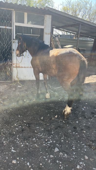 Байтал  3жасар семіз